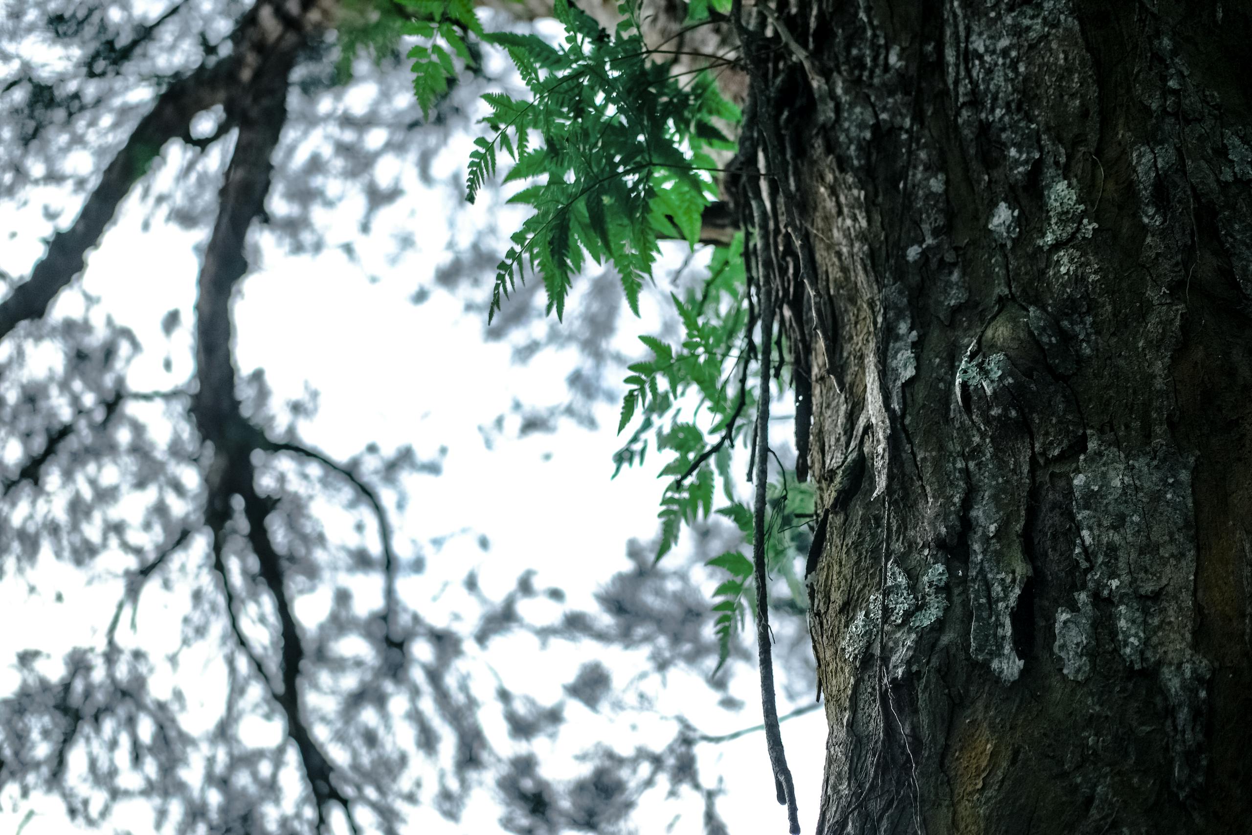 Detailed view of tree bark with vibrant green leaves, capturing nature's textures.